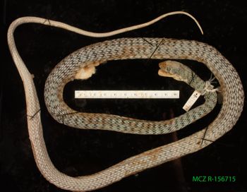 Media type: image;   Herpetology R-156715 Description: Specimen photo;  Aspect: whole body dorsal